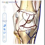 Google Body Browser