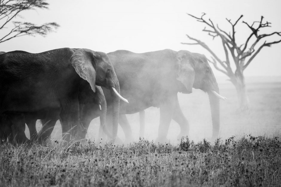 grayscale photo of elephant walking on grass field