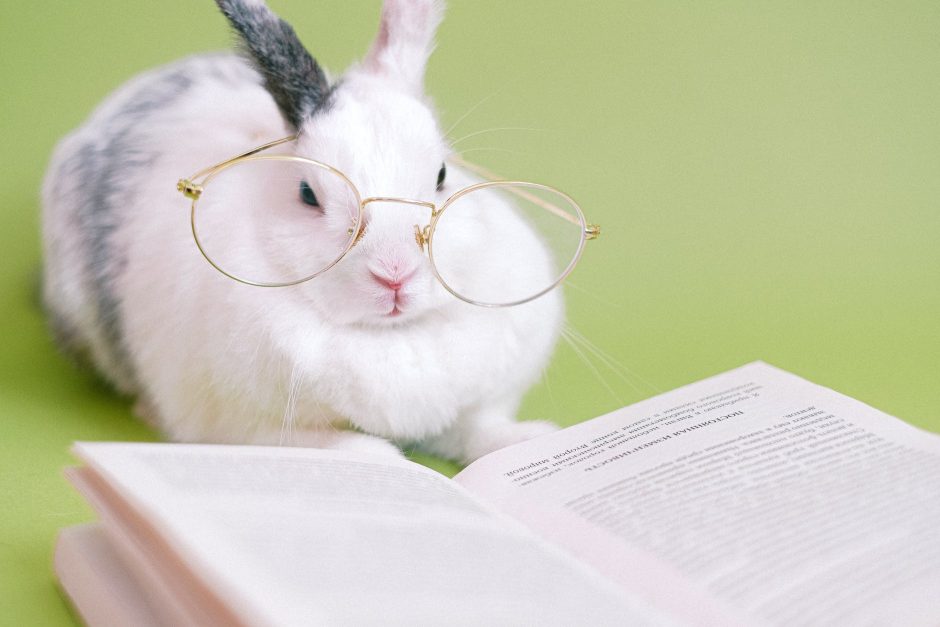 cute rabbit with eyeglasses