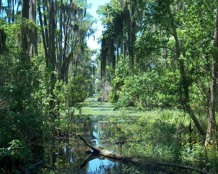 Swamps the new rainforest?