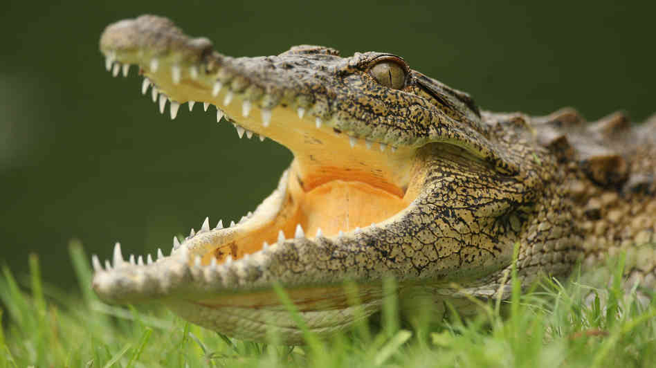 Wrestling crocodiles – challenges of school improvement