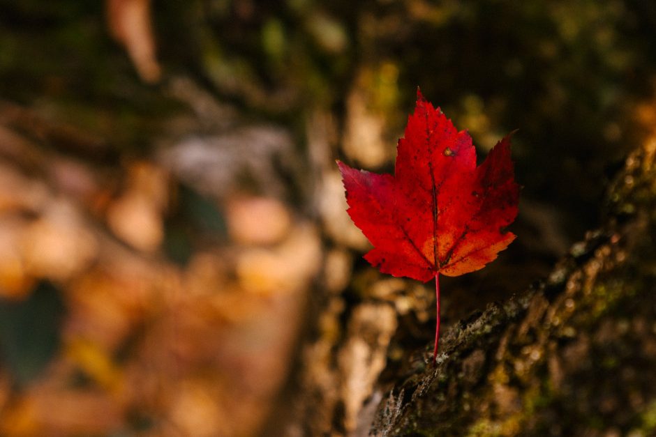 red maple leaf with thin stem in autumn park